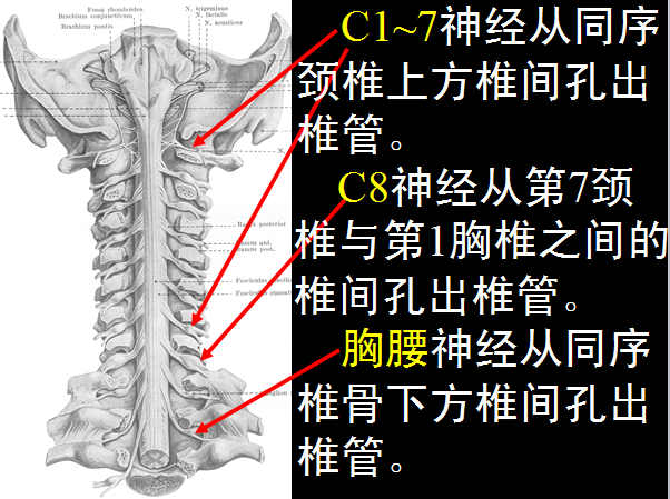 椎管解剖