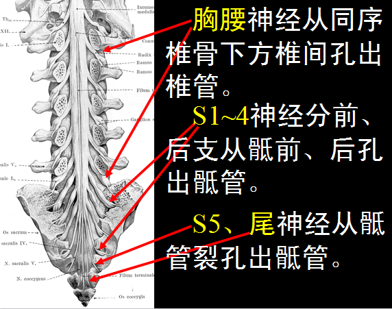 椎管解剖