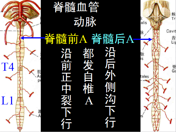 椎管解剖