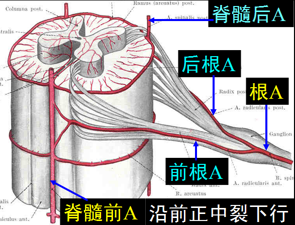 椎管解剖