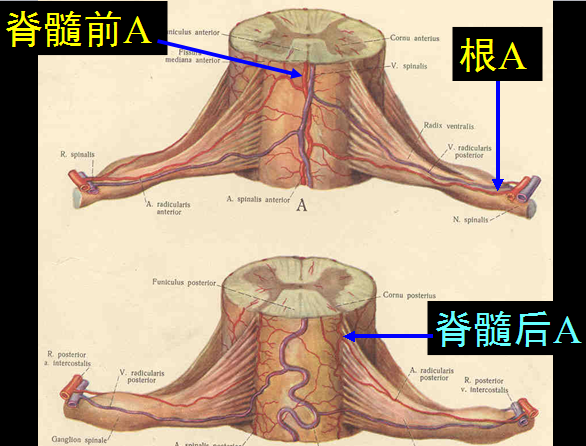 椎管解剖