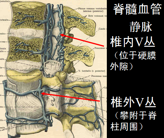 椎管解剖