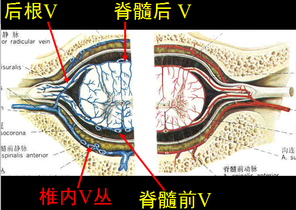 椎管解剖