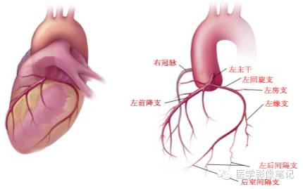 冠状动脉解剖及变异