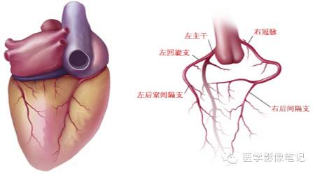 冠状动脉解剖及变异