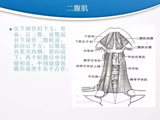 【PPT】颈部淋巴结分区