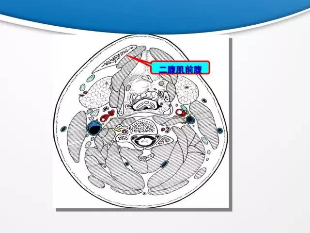 【PPT】颈部淋巴结分区