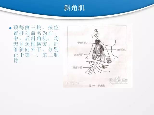 【PPT】颈部淋巴结分区