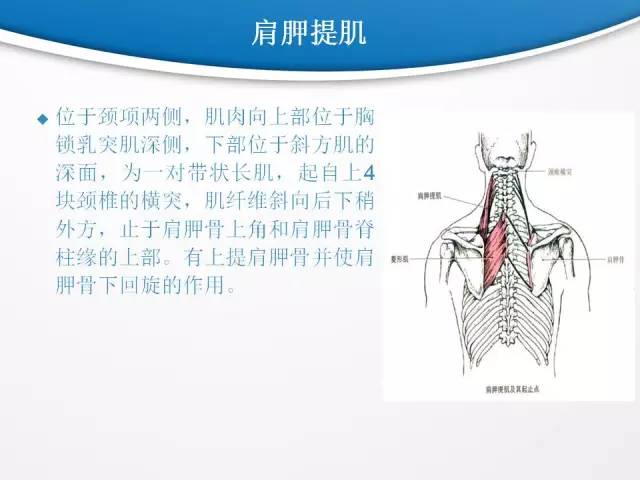 【PPT】颈部淋巴结分区