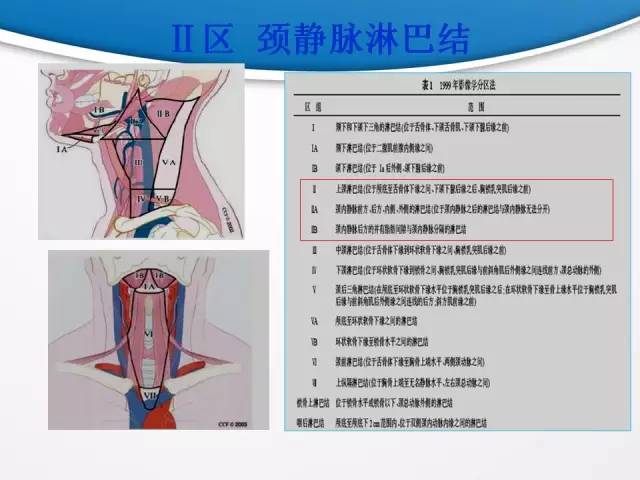 【PPT】颈部淋巴结分区