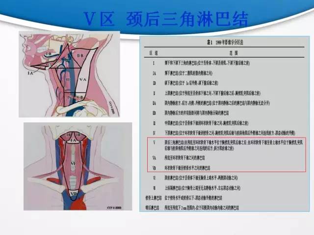 【PPT】颈部淋巴结分区