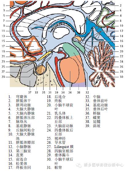头部失状位解剖+详细标注