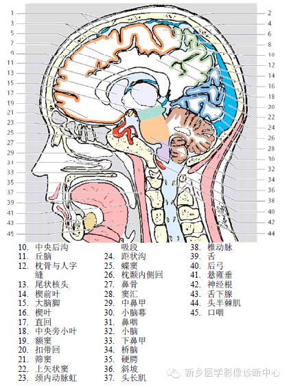 头部失状位解剖+详细标注