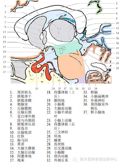 头部失状位解剖+详细标注
