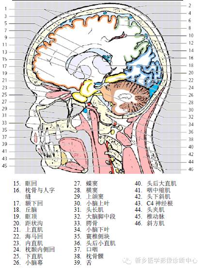 头部失状位解剖+详细标注