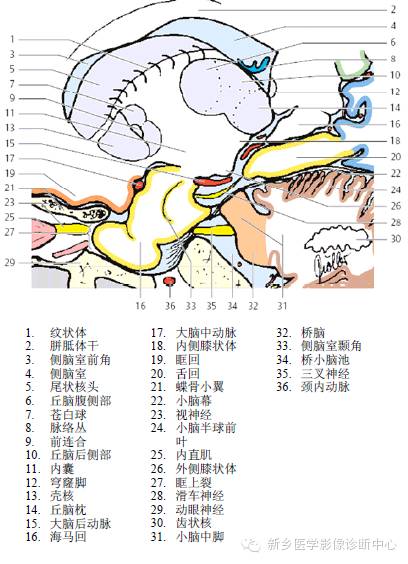 头部失状位解剖+详细标注