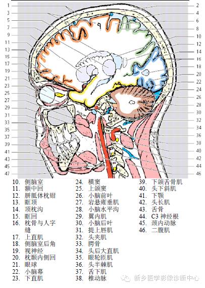 头部失状位解剖+详细标注