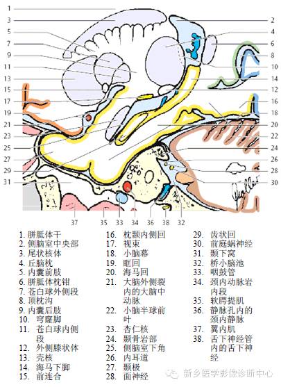 头部失状位解剖+详细标注
