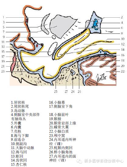 头部失状位解剖+详细标注