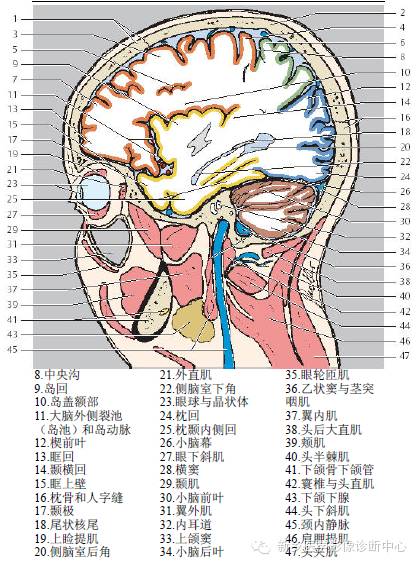 头部失状位解剖+详细标注