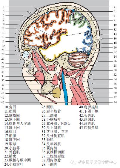 头部失状位解剖+详细标注