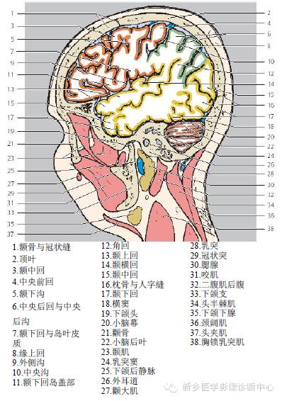 头部失状位解剖+详细标注