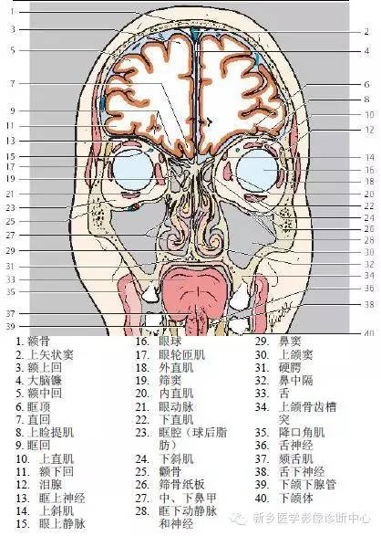 头部冠状位解剖+详细标注
