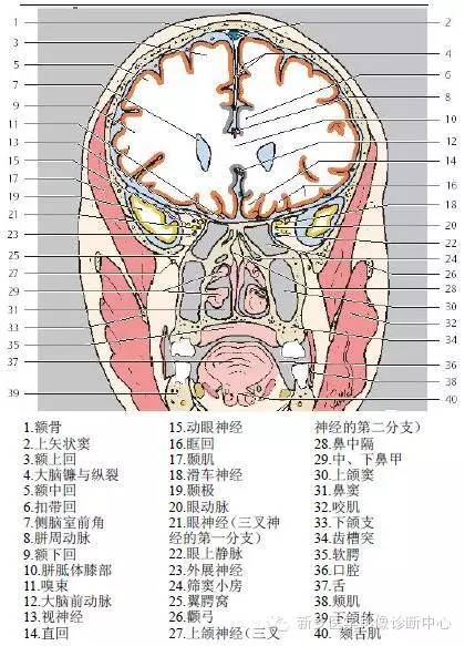 头部冠状位解剖+详细标注