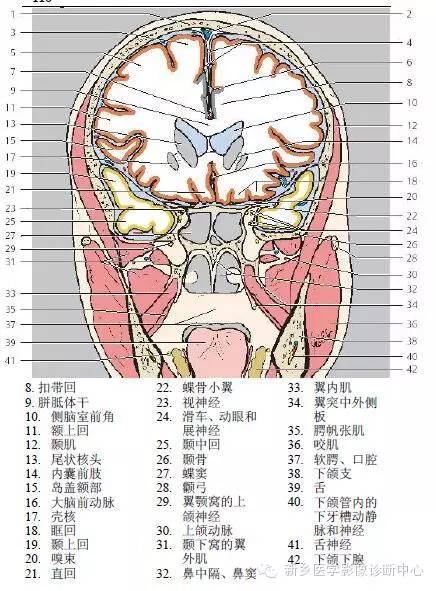 头部冠状位解剖+详细标注