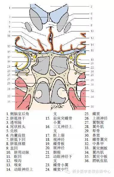头部冠状位解剖+详细标注