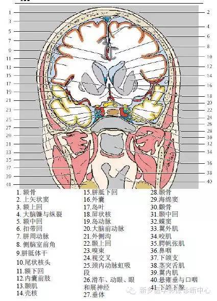 头部冠状位解剖+详细标注