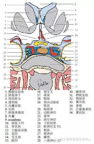 头部冠状位解剖+详细标注