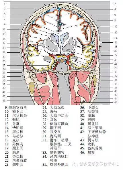 头部冠状位解剖+详细标注