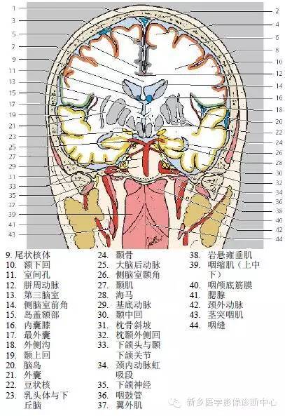 头部冠状位解剖+详细标注