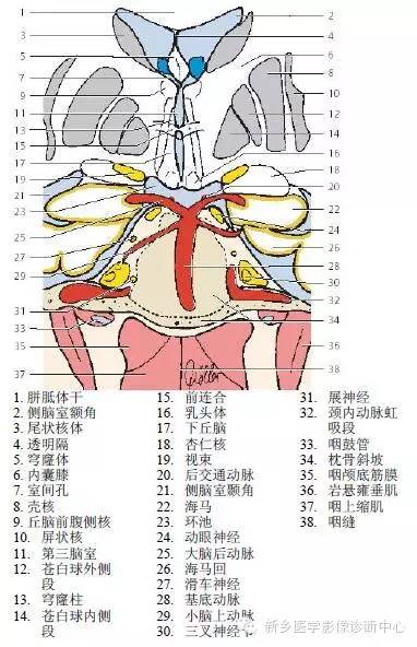 头部冠状位解剖+详细标注