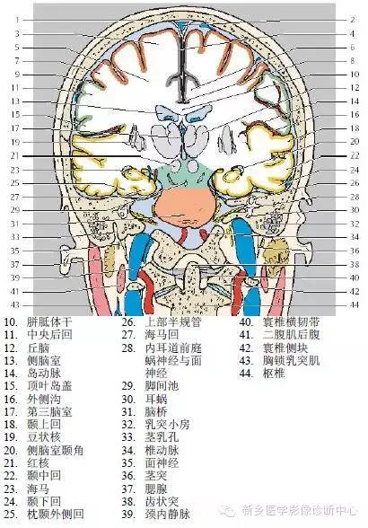 头部冠状位解剖+详细标注
