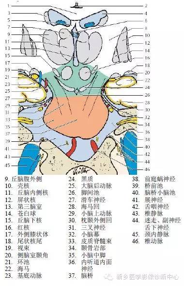 头部冠状位解剖+详细标注