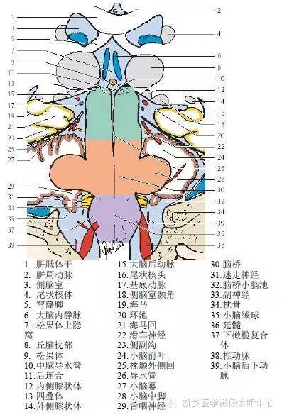 头部冠状位解剖+详细标注