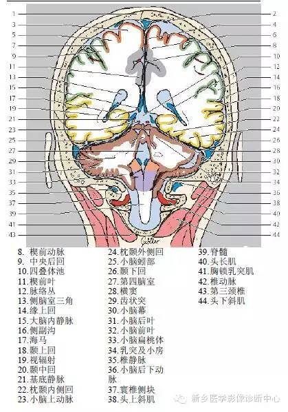 头部冠状位解剖+详细标注