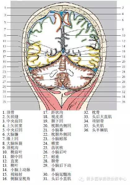 头部冠状位解剖+详细标注