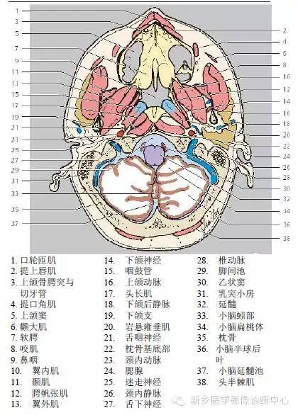 颈部精细横断位解剖+详细标注
