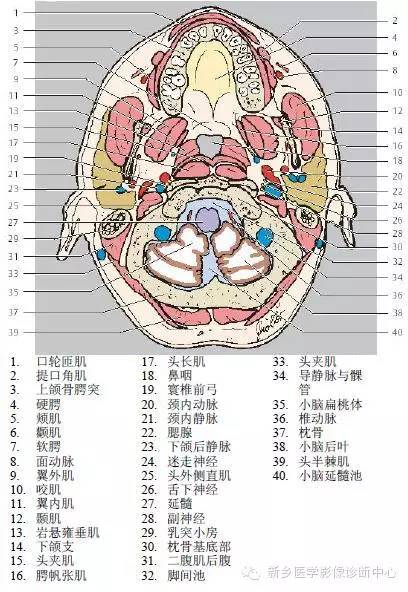 颈部精细横断位解剖+详细标注