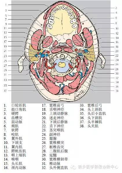 颈部精细横断位解剖+详细标注