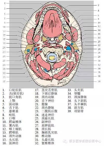 颈部精细横断位解剖+详细标注