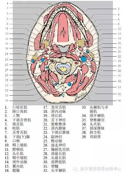 颈部精细横断位解剖+详细标注