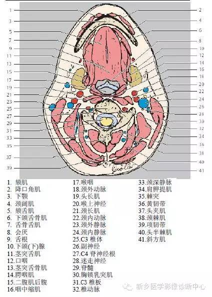 颈部精细横断位解剖+详细标注