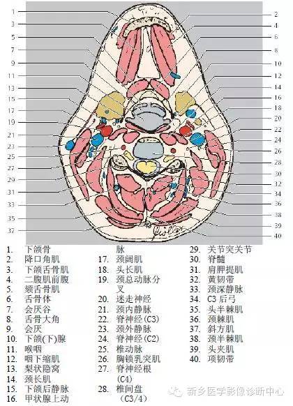 颈部精细横断位解剖+详细标注
