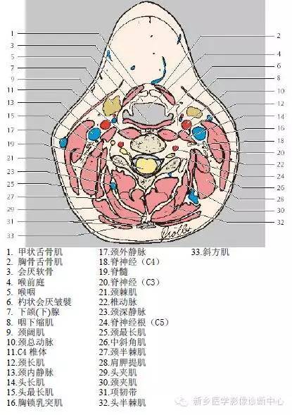 颈部精细横断位解剖+详细标注