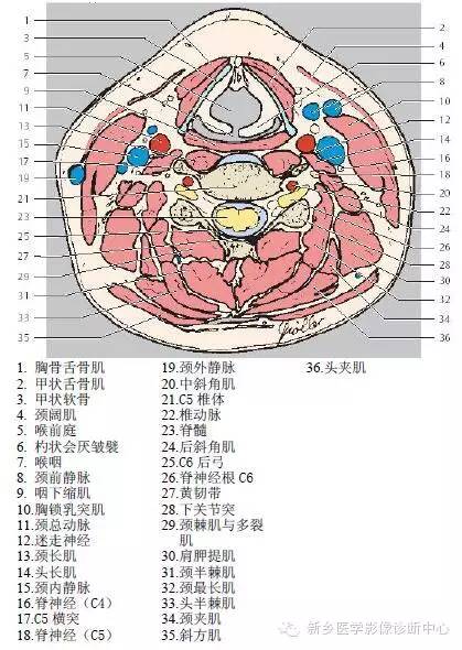 颈部精细横断位解剖+详细标注