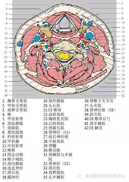 颈部精细横断位解剖+详细标注